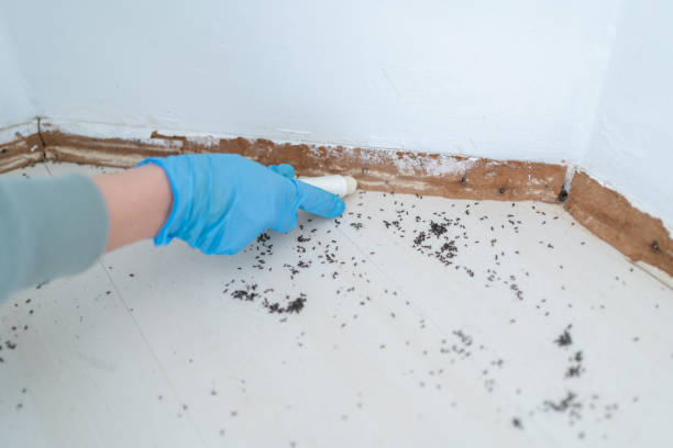 Best Pest Control for Homes  in Lyford, TX